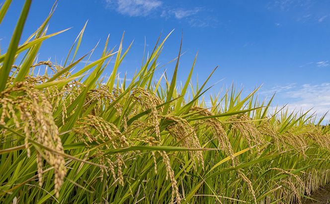 赤目滝の清流で栽培された 令和7年産 伊賀米 ミルキークイーン 5kg 精米