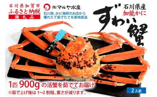 【1月11日～3月31日発送】石川県産 加能かに ズワイガニ ( 産地証明タグ付 ) 茹で上げ前重量 約900g 1匹 特大サイズ F6P-3460