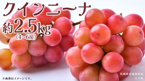 クインニーナ 約2.5kg (4～6房) 【2026年8月下旬発送開始】(茨城県共通返礼品：大子町) ぶどう 葡萄 ブドウ 果物 フルーツ 果実