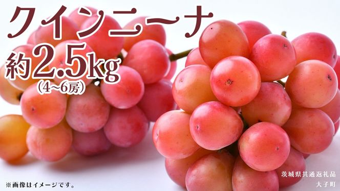 クインニーナ 約2.5kg (4～6房) 【2026年8月下旬発送開始】(茨城県共通返礼品：大子町) ぶどう 葡萄 ブドウ 果物 フルーツ 果実
