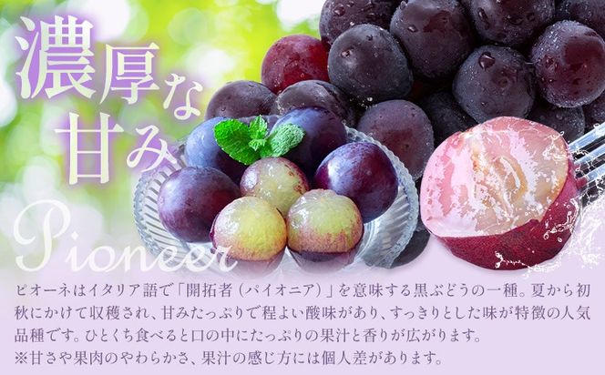 紀州 和歌山県産 旬の フルーツ セット 3ヶ月定期便 7月・8月・9月配送 桃 約1.8kg 梨 約2kg ピオーネ 約2kg 株式会社魚鶴商店《7月中旬-9月下旬頃出荷》和歌山県 日高川町 もも なし ぶどう 定期便 果物 旬---wshg_uot105tei_26_53000_789y3---