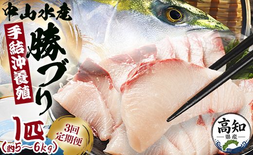 ブリ 鰤 1匹 3回 定期便 海鮮 5kg～6kg 【先行申込】 - 期間限定 魚 ぶり 鰤 寒ブリ 海鮮 鮮魚 魚介類 海の幸 ギフト お刺身 Wny-0016