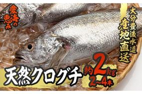 天然 クログチ (約2kg・計2-4本) 直送 産直 漁師 魚 鮮魚 天然 クログチ カマガリ 釜借 白身魚 獲れたて 刺身 煮つけ 塩焼き 冷蔵 豊後水道 鮮魚 大分県 佐伯市 豊後水道 鮮魚 愛海の恵み【CS09】【 (有)丸昌水産】