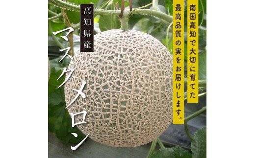 【CF-R7hbk】t062sks　《3ヶ月定期便》高知県産 高級マスクメロン（ご贈答・ギフト用）1玉入 【発送期間：4月～12月（9カ月）】【1月～3月は気候温度不安定の為出荷不可となります。】〈南国市共通返礼品〉