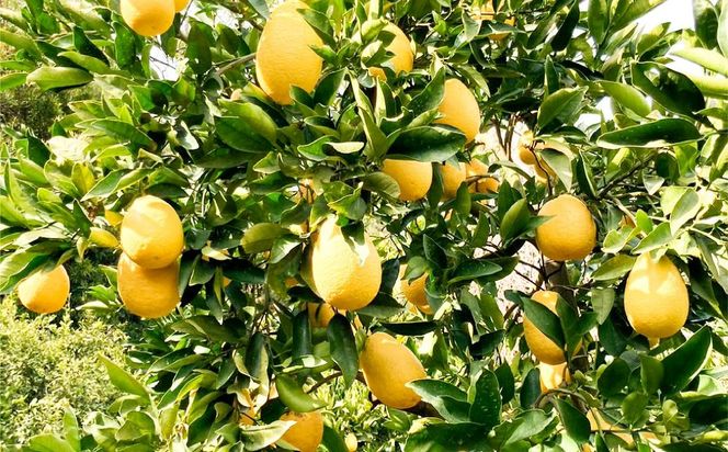 【数量限定】家庭用 瓢柑(7kg) 訳あり ※北海道・沖縄・離島への配送不可 への配送不可 （2026年4月1日より順次発送） IKTA021