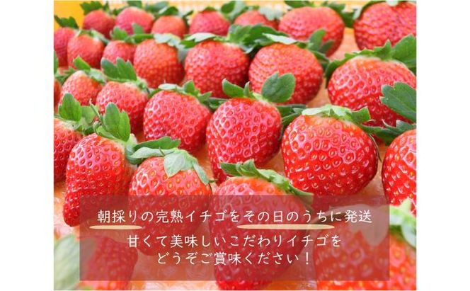 埼玉県嵐山町産いちご使用 特製いちごジャム3本セット ストロベリー 自社農園 栽培 とちおとめ 無着色 食品添加物 無添加 自慢 果肉 たっぷり 贅沢 トースト ヨーグルト 
