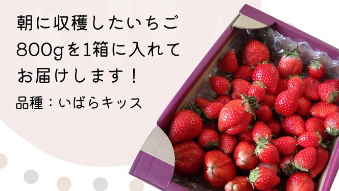 【 先行予約 】《 いばらキッス 》ちょっと訳あり イチゴ たっぷり800g バラ詰め 《 2025年2月以降発送 》（茨城県共通返礼品／常陸太田市） 訳あり いちご 苺 高糖度 甘い 加工用 生食用 ジャム 製菓用 朝採れ 新鮮 数量限定 期間限定 [ES015us]