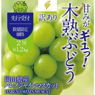先行予約 訳あり 木熟ぶどう ハレノシャイン シャインマスカット 2房 約1.2kg 10月～11月発送 皮ごと食べる みずみずしい 甘い フレッシュ 冷蔵 晴れの国 おかやま 果物大国 ご家庭用 ハレノフルーツ