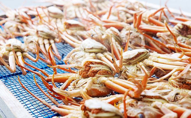 【配送日指定可】【数量限定】夫婦蟹 甲羅盛セット 松葉蟹 ほぐし身（大）※活き蟹（900g級）とコッペがに（中サイズ3個）