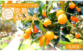 【田口ファミリーファーム】皮ごとぱくっと!完熟きんかん3L　40玉(約1kg)(2026年2月中旬発送開始) N053-YZA157