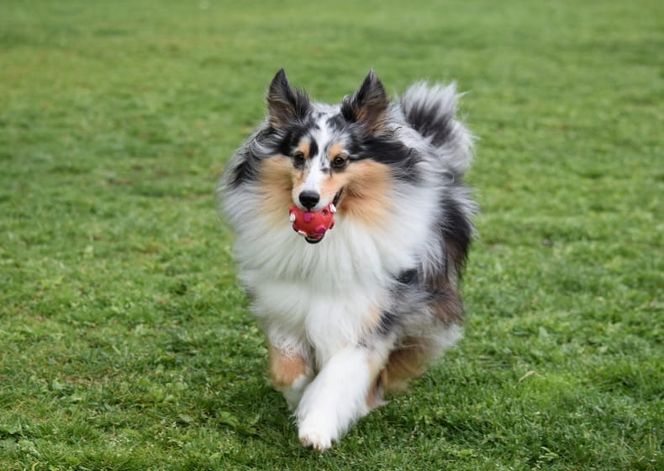 奈良県曽爾村ツーセブンのドッグラン1頭2時間利用券 /// ドッグラン チケット