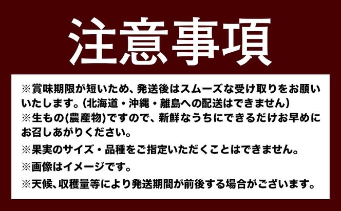 人気フルーツ全3回（7月・9月・11月）定期便 厳選館《7月上旬-11月末頃出荷》和歌山県 日高川町 果物 フルーツ 和歌山の 桃 種なし ピオーネ 有田 みかん 送料無料【配送不可地域あり】---wshg_ctmttei_24_43000_7911y3---