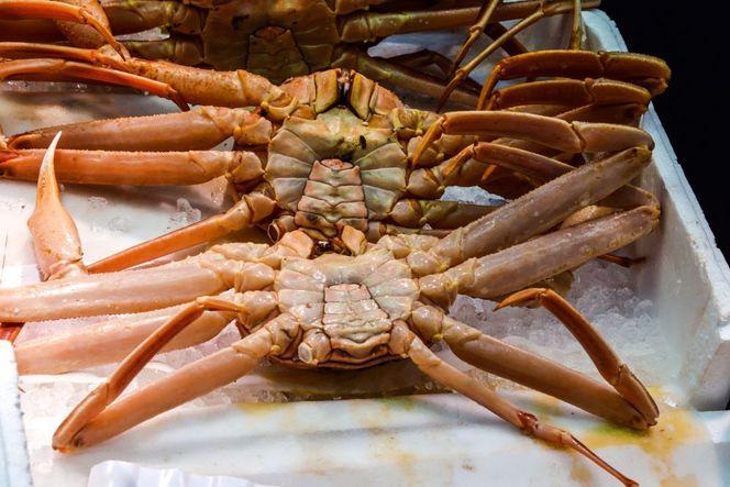 662.ご自宅用　活訳あり松葉ガニ　お任せ大満足の5kgセット【着日指定不可】※2025年11月上旬～2026年3月下旬頃に順次発送予定 313726_AL030