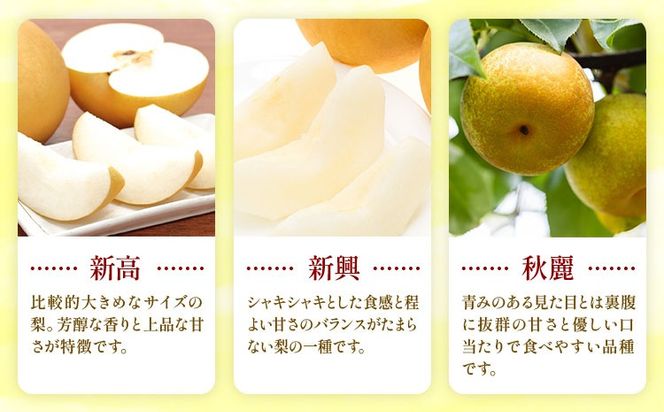 おまかせ梨 秀品 選べる内容量 約1.8kg 約5kg 約10kg 日本フルーツ《8月上旬-10月上旬頃出荷》熊本県 長洲町 なし 梨 果物 フルーツ デザート ギフト ご贈答 ---sn_cnfomn_ad810_r8_10000_1800g---