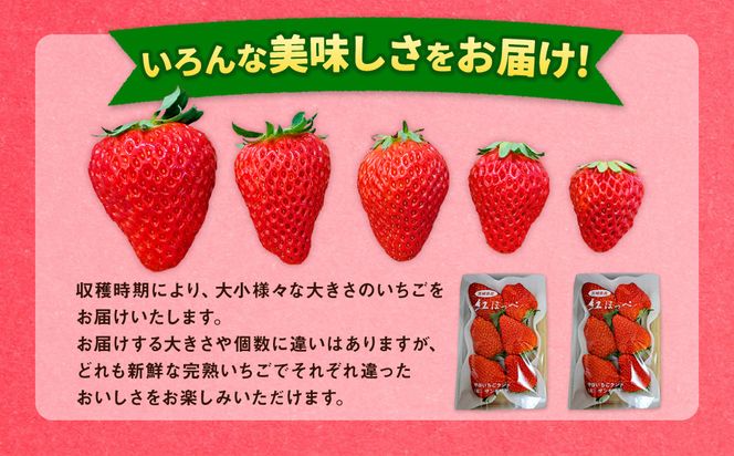 【先行予約】紅ほっぺ 2箱 4パック（合計1,080g以上） ※2027年2月～発送 | いちご 苺 フルーツ 果物 くだもの 果実 完熟 冷蔵 守谷市産 茨城県 守谷市