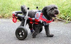 小型犬用二輪車椅子（背丈23～35cm　体重8キロ以下） 【!寄附前に事業者へ相談必要!】 雑貨 日用品 