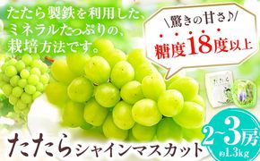 【令和6年度産先行予約】 マスカット シャインマスカット 約1.3kg(2~3房) たたらみねらるシャインマスカット ギフト 糖度18度以上 フルーツ 種無し ぶどう 葡 Y&G．ディストリビューター 岡山県 笠岡市---2-21a---