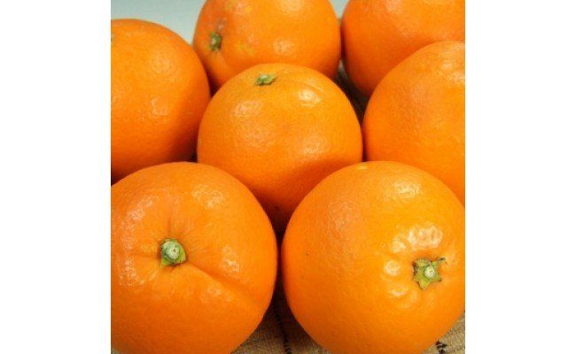 【2027年先行予約】ネーブル[約4.5kg]和歌山県有田産 春みかん (果実サイズおまかせ) 春柑橘 紀伊国屋文左衛門本舗_V7401