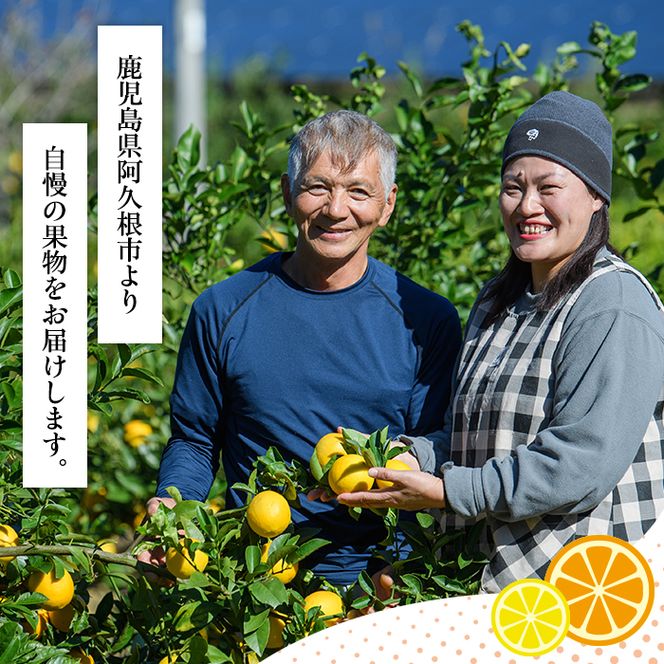 ＜先行予約受付中！2027年1月上旬以降順次発送予定＞数量限定！紅さわ香(10kg) 国産 鹿児島県 阿久根市 果実 果物 フルーツ 柑橘 紅甘夏 みかん ミカン 期間限定 数量限定【桐野柑橘株式会社】akn070-03