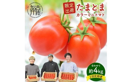 【限定出荷】"たまとま"＋カラーミニトマト(約4kg)[定期便2回]《 野菜 トマト ミニトマト カラートマト 定期 定期便 2回 送料無料 おすすめ 美味しい セット とまと ふるさと納税 》【2403C12103】