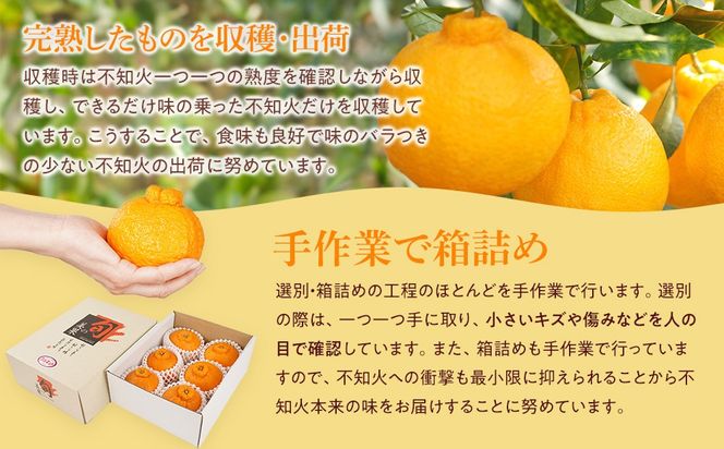 アルギット 不知火 約1.5kg 大玉 サイズ（5～6玉）| 先行予約 不知火 デコ みかん 甘い おいしい ジューシー 完熟 期間限定 数量限定 フルーツ 果物 柑橘 人気 おすすめ 高級 こだわり ギフト 旬 お取り寄せ 送料無料 和歌山 有田川町     DT012
