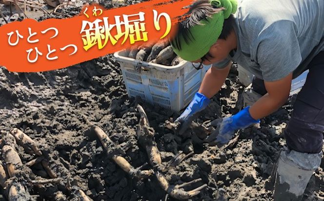 【先行予約】土付き鍬掘り レンコン（愛知県愛西市産）5kg れんこん 蓮根 産地直送 愛西市/株式会社山三レンコン [AEBK002]