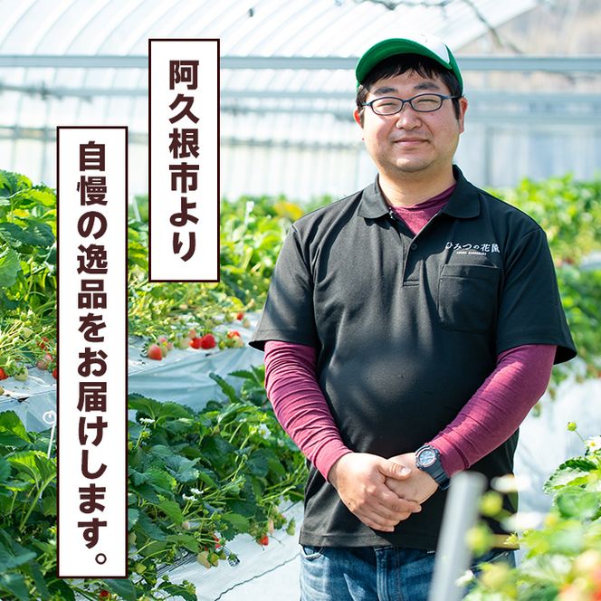 ＜先行予約受付中！2027年1月以降順次発送予定＞桐箱入！自社農園産いちご 恋みのり(計12個) 鹿児島 阿久根 自社農園 果物 フルーツ イチゴ いちご 苺 恋みのり 贈答用 ギフト 桐箱 デザート 期間限定【農園ガーデン空】akn026-10
