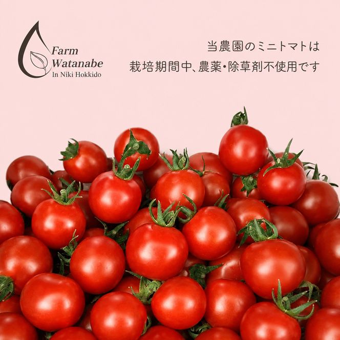 【2026年産】ミニトマト ジュース (北海道 仁木町産 ミニトマト[エコスイート]100%) 1L×2本 無塩・無糖・保存料無添加【栽培期間中 農薬・化学肥料不使用 】 野菜飲料 ジュース トマト [Farm Watanabe]