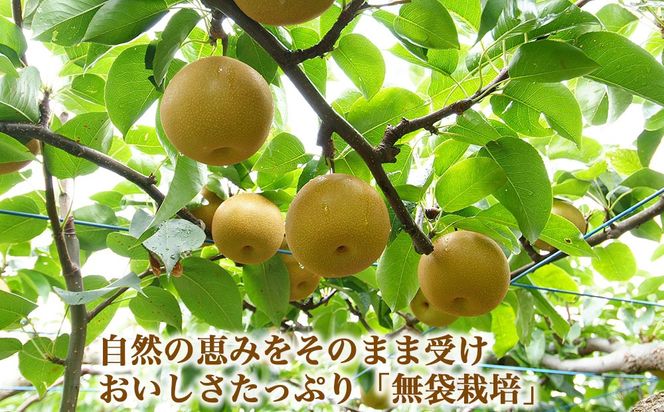 【射水のおいしい果実】【梨】直売所直送 野開梨園の“呉羽梨” 豊水5kg（14～16個／箱）※2026年9月～発送