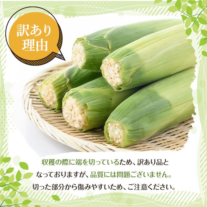 ＜先行予約受付中！2026年6月中旬以降順次発送予定＞訳あり！白いとうもろこし「あられやこんコーン」(12本) 国産 トウモロコシ 玉蜀黍 ホワイト コーン 野菜 糖度 夏 イネ科 数量限定 期間限定 訳アリ 旬 【うとさんち】akn067-05