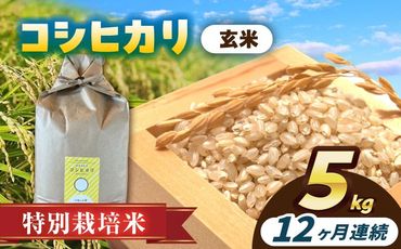 【12回定期便】特別栽培米　コシヒカリ　玄米　5kg　お米　ご飯　愛西市／株式会社戸倉トラクター[AECS033]