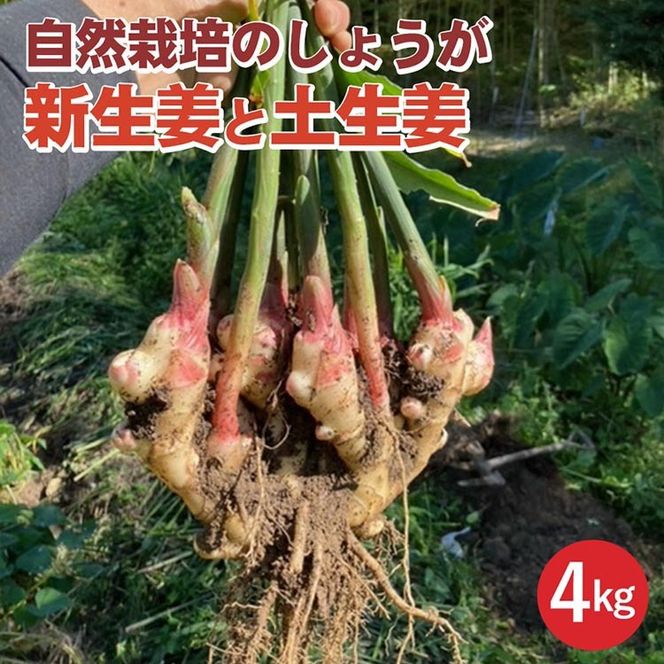 【期間限定】自然栽培のしょうが 4kg 新生姜と土生姜 京都 亀岡産 かたもとオーガニックファームよりお届け《生姜 野菜 産地直送 国産 健康 食品》※2024年11月上旬～2025年1月下旬頃に順次発送予定 ※離島への配送不可