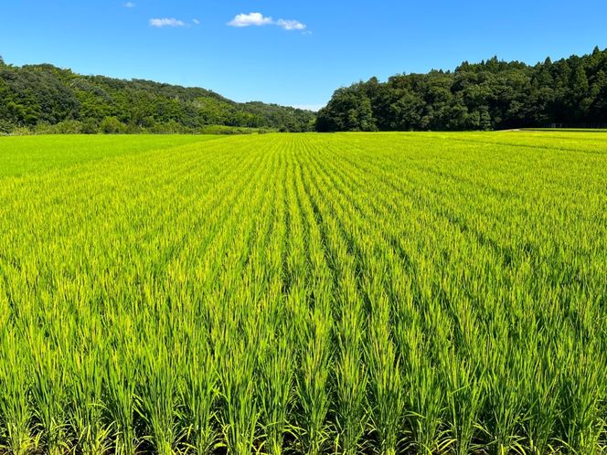 ＜定期便＞【令和8年度】新米 こしひかり（精米）10kg【6ヶ月】鈴鹿山麓の銘水が育てた米l 米どころ 三重県産 小山田地区  小山田米  米 コメ 白米 精米