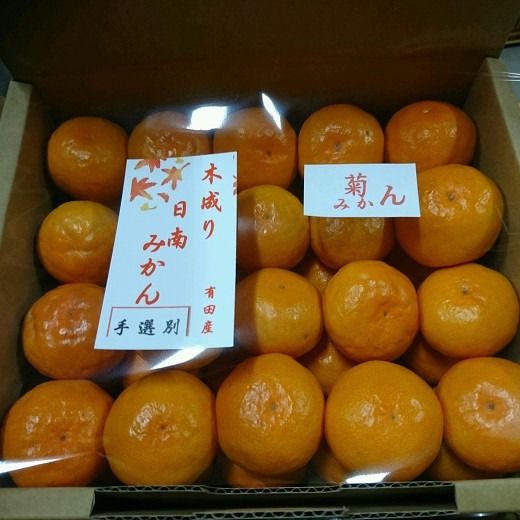 ［先行予約］有田みかん  秀品 5kg　木成り完熟［贈答用］大ちゃんの畑農園 	CA10
