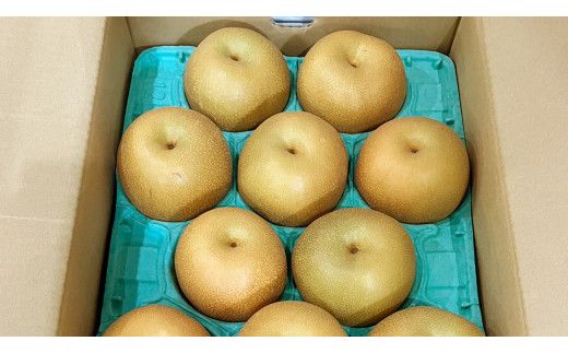 【 2026年9月上旬発送開始 】 茨城県産 梨 秋月 （約 5kg ） 10～14玉 フルーツ 果物 なし ナシ 旬 新鮮 期間限定 甘い 国産 先行予約 [CL004us]