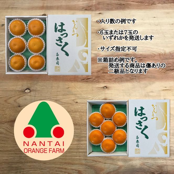ちょっと 傷あり 木成完熟 紅はっさく 3L × 6玉 または 2L × 7玉 サイズ 化粧箱【2026年4月上旬～発送】 	BS783