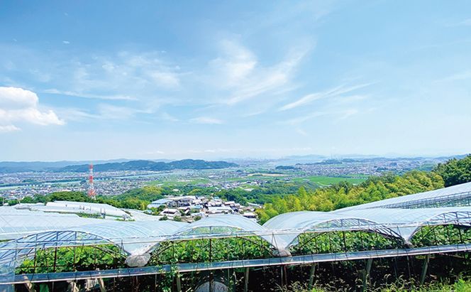ぶどう 2026年 先行予約 シャイン マスカット 晴王 2房（合計約1kg） ブドウ 葡萄  岡山県産 国産 フルーツ 果物 ギフト 