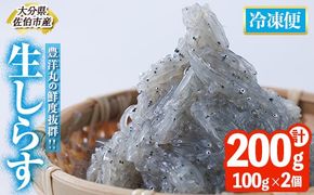 豊洋丸の鮮度抜群！ 生しらすセット (計200g・100g×2個) 冷凍 しらす しらす丼 丼ぶり 魚 さかな ご飯 ごはん 炒飯 チャーハン パスタ サラダ 国産 大分県 パック 小分け 便利 大分県 佐伯市【HK01】【OITAしらすhoyomaru豊洋丸】