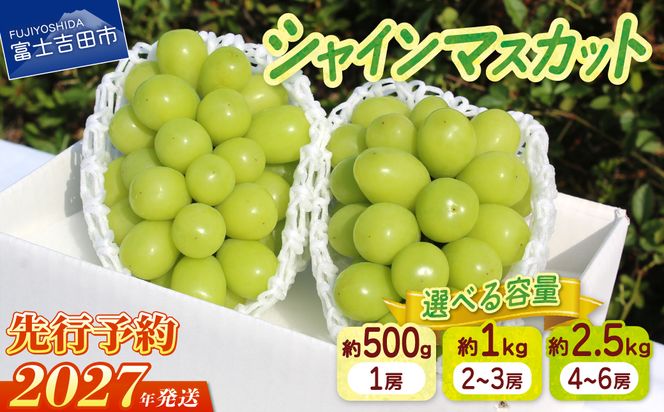 【2027年発送 先行予約】山梨県産 シャインマスカット　【選べる容量 約500g / 約1kg / 約2.5kg】　フルーツ くだもの 果物 ぶどう シャイン マスカット 産地直送 ブドウ 山梨 富士吉田