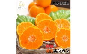 極甘 柑橘 特撰 濃厚 ポンカン 3kg+200g(傷み補償分)