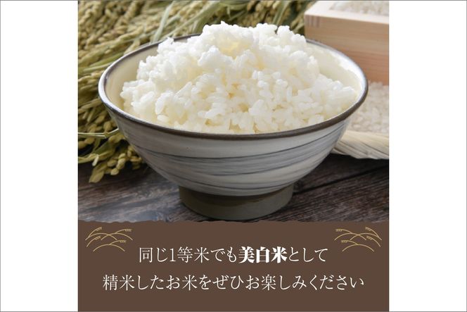 【定期便6回】令和7年産  美白精米 丹後こしひかり 3kg×6ヵ月 1等米　MU00071