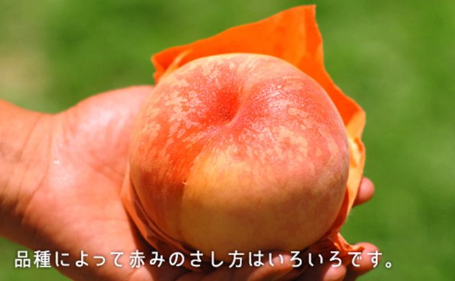 桃 2026年 先行予約 白桃 晩生種 約1.3kg 5～6玉 もも モモ 岡山県産 国産 フルーツ 果物 ギフト 