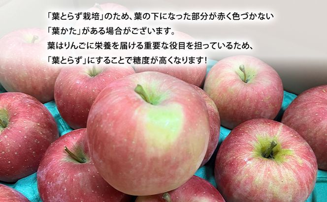 【平均糖度12度以上】10月発送 家庭用 訳あり 早生ふじ 約 5kg りんご リンゴ 林檎 果物 フルーツ わけあり 青森