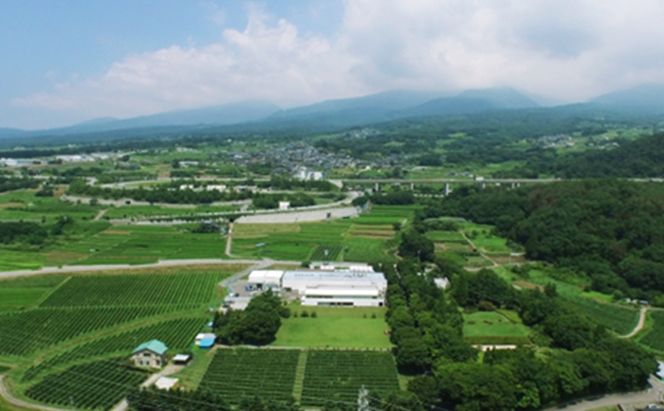 日本ワイン ソラリス 千曲川 信濃リースリング 750ml×6本 ワイン 白ワイン マンズワイン 酒 お酒 洋酒 果実酒 ぶどう酒 長野 長野県小諸市 