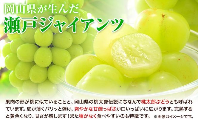 【2025年産先行予約】【2回定期便】食べ比べセット たたらみねらるシャインマスカット+瀬戸ジャイアンツ 各1房 1.3kg以上《9月上旬-10月下旬頃出荷》岡山県 笠岡市 マスカット ぶどう ブドウ 葡萄 フルーツ 果物 たたらみねらる 食べ比べ セット 定期便---Y-06---