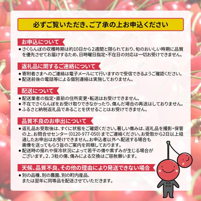 2027年発送 北海道 仁木町産 さくらんぼ 南陽 600g(300g×2パック)　Lサイズ以上 旬 桜桃 産地直送 サクランボ チェリー フルーツ 果物 果物類  仁木町 仁木 [松山商店]