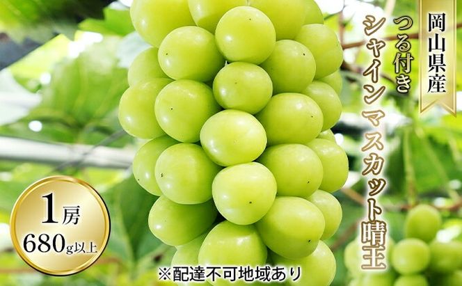 ぶどう 2026年 先行予約 つる付き シャイン マスカット 晴王 1房 680g以上（ハウス栽培） ブドウ 葡萄  岡山県産 国産 フルーツ 果物 ギフト 岡山の葡萄