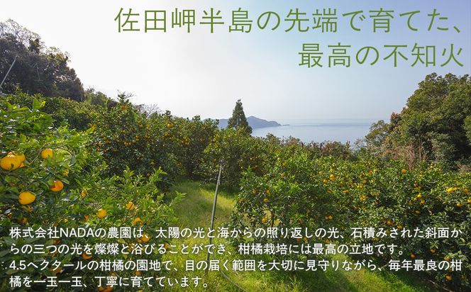 【先行予約】【農家直送】愛媛県産 不知火 贈答用 4.5kg （2026年2月下旬〜3月下旬頃発送予定） IKTC008