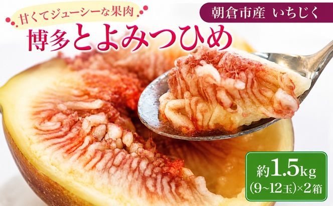 いちじく 博多 とよみつひめ 1.5kg 2027年 発送 柔らかな食感 高い糖度 あふれる果汁 筑前あさくら農協 配送不可 離島※オンライン決済