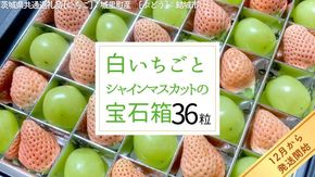 白いちご と シャインマスカット の 宝石箱 36粒 【12月から発送開始】（茨城県共通返礼品 [いちご]：城里町産　[ぶどう]：結城市） 果物 フルーツ いちご イチゴ 白苺 ぶどう マスカット ギフト プレゼント [BI343-NT]